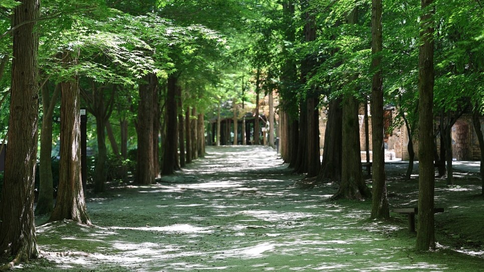 Khu rừng tắm Sangsodong
